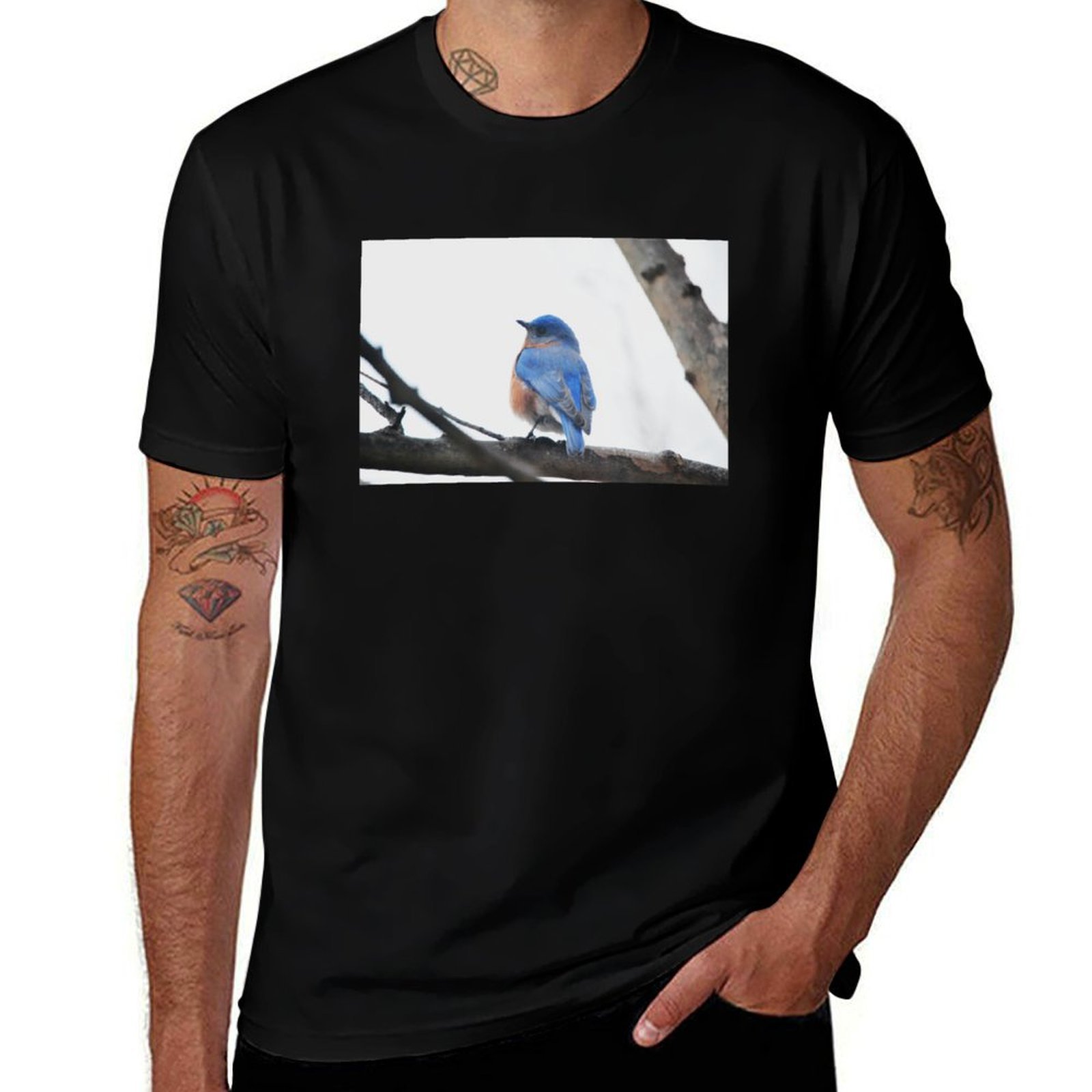 Male Eastern Bluebird Nature P - Photography Training recension och pris