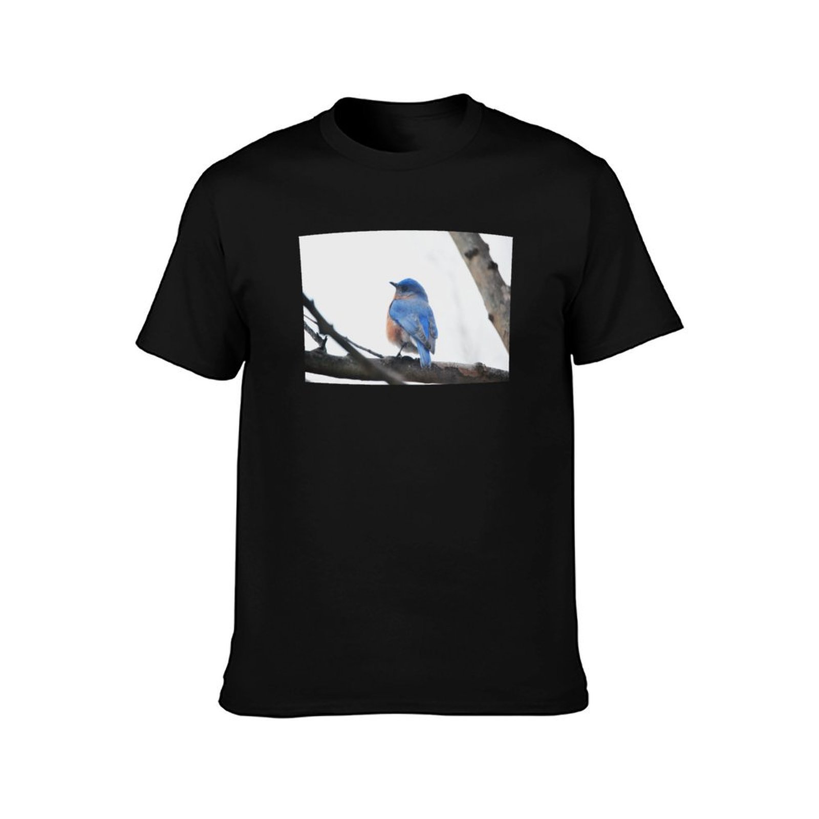 Male Eastern Bluebird Nature P - Photography Training recension och pris