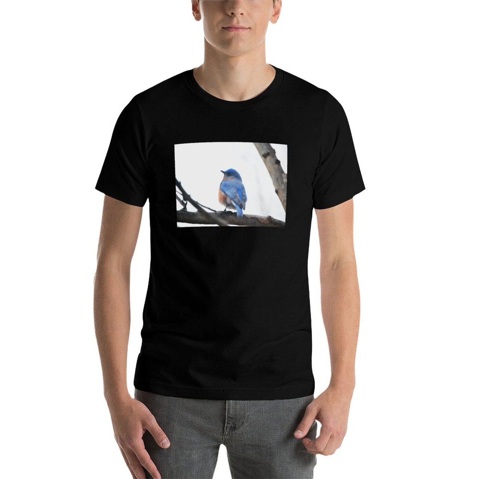 Male Eastern Bluebird Nature P - Photography Training recension och pris